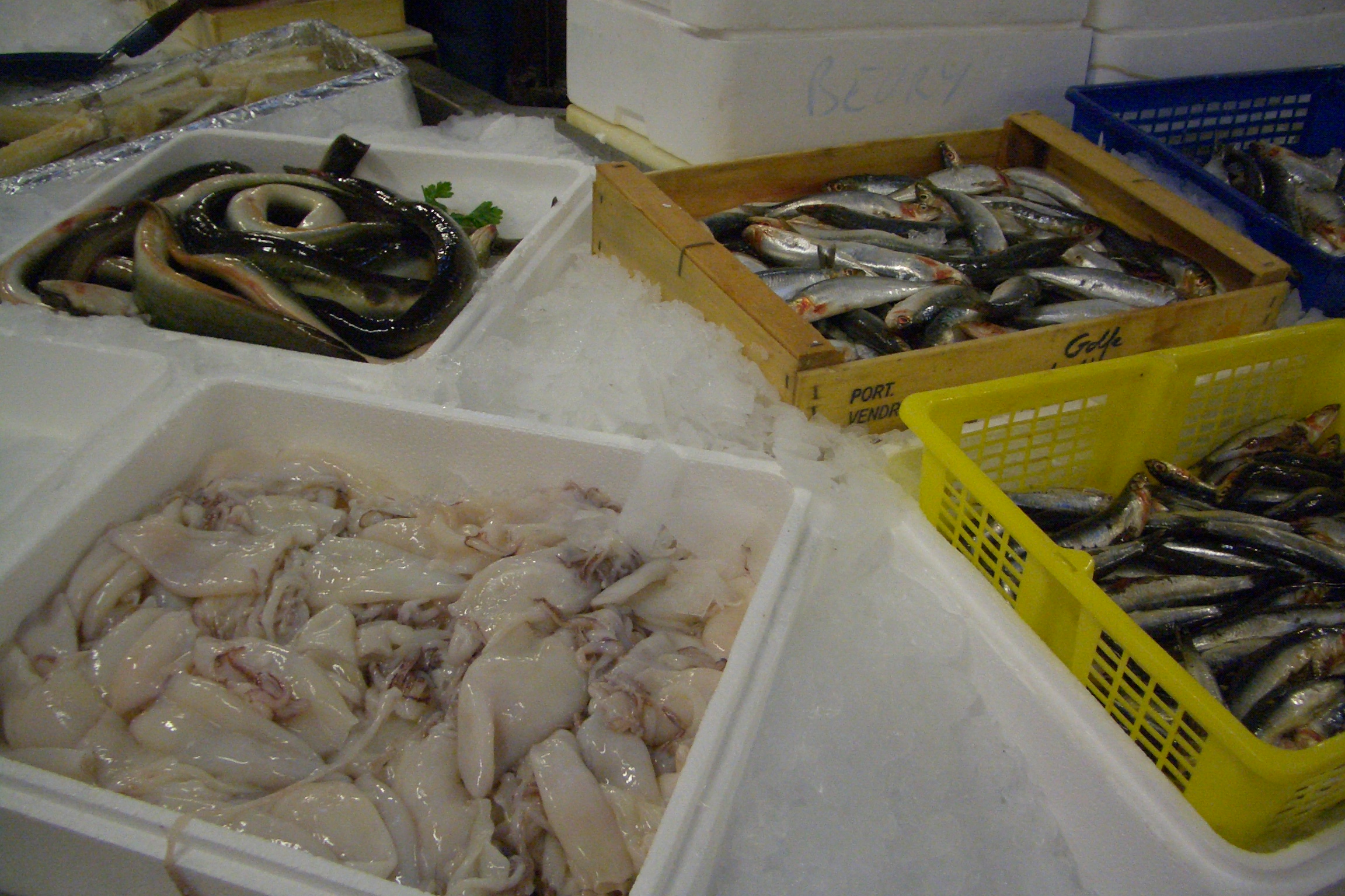 Biarritz eels